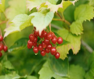 Glowing red berries of a guelder rose shrub