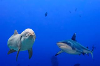 A bottlenose dolphin and a white shark. 