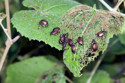 Leaves Infested With Japanese Beetles