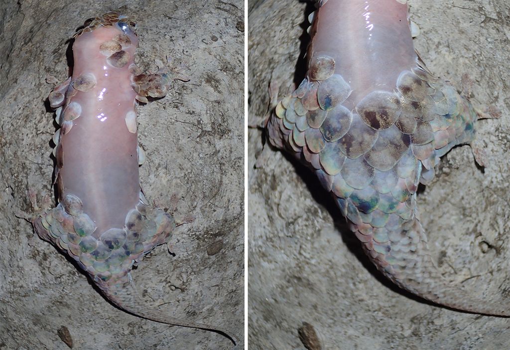 Newfound Gecko Species Jumps Out of Its Own Skin Live Science