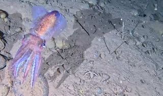 This glow-in-the-dark squid was captured on camera in sub-zero Arctic habitat for the first time ever