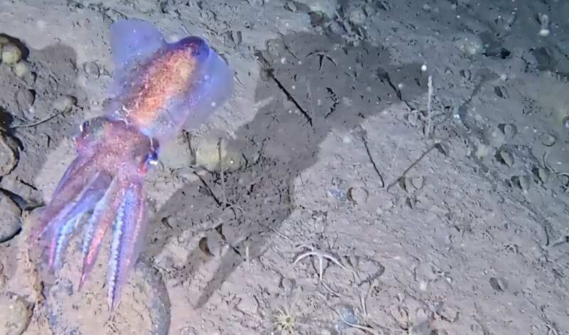 Arctic Bobtail Squid Photographed in Sub-Zero Habitat