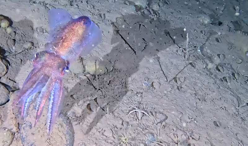 Arctic bobtail squid.