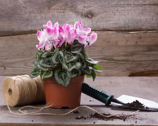 pink cyclamen planted in a pot