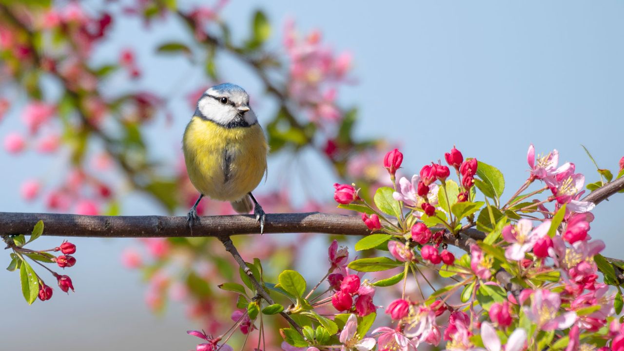 blue tit on a tree