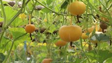 Pumpkins grown vertically on a vegetable farm