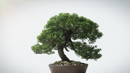 Bonsai tree