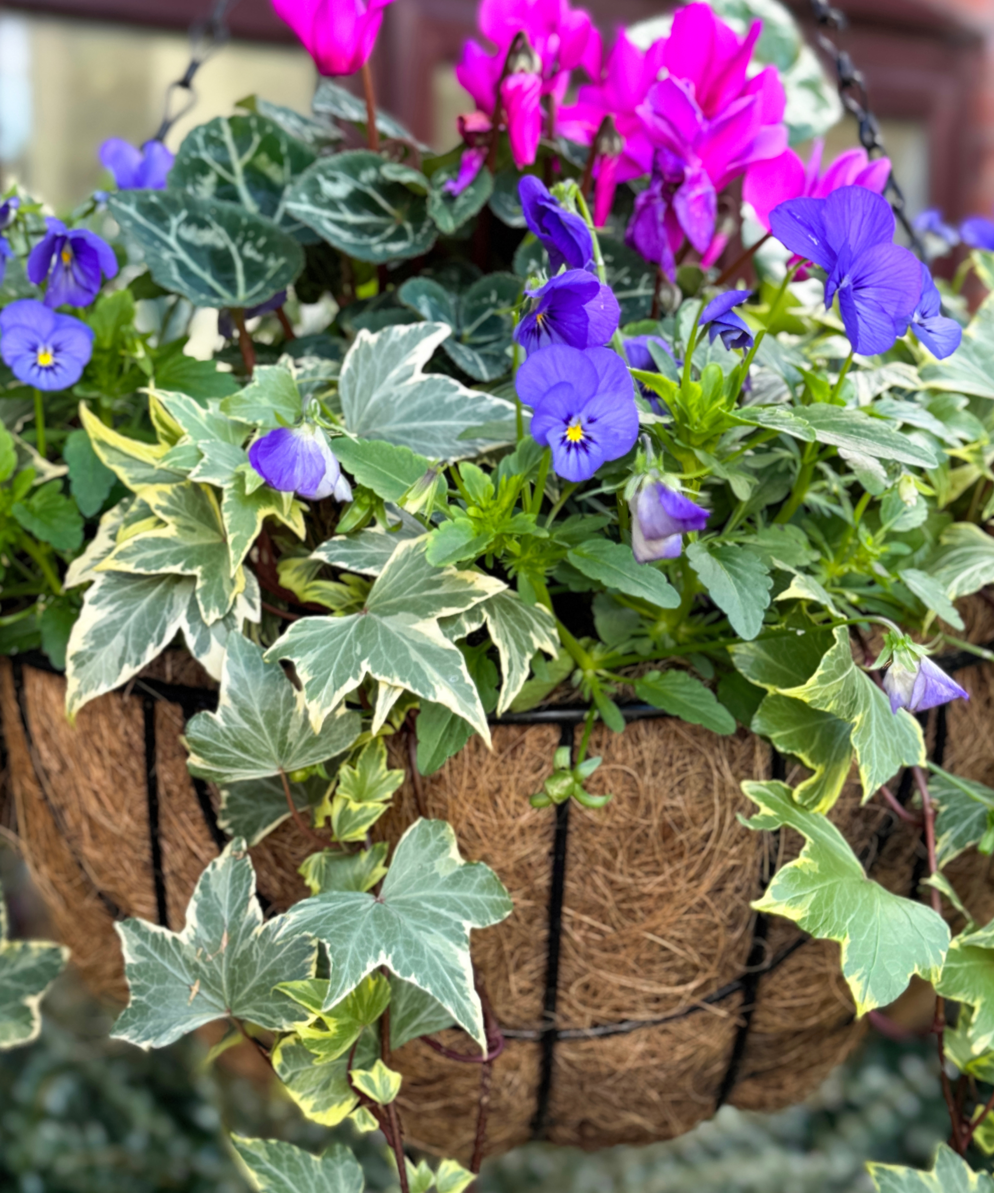 Stock photo of autumn and winter planter features a charming arrangement of vibrant cyclamens, ivy, deep purple violas, and cheerful pansies, all nestled in a decorative pot.