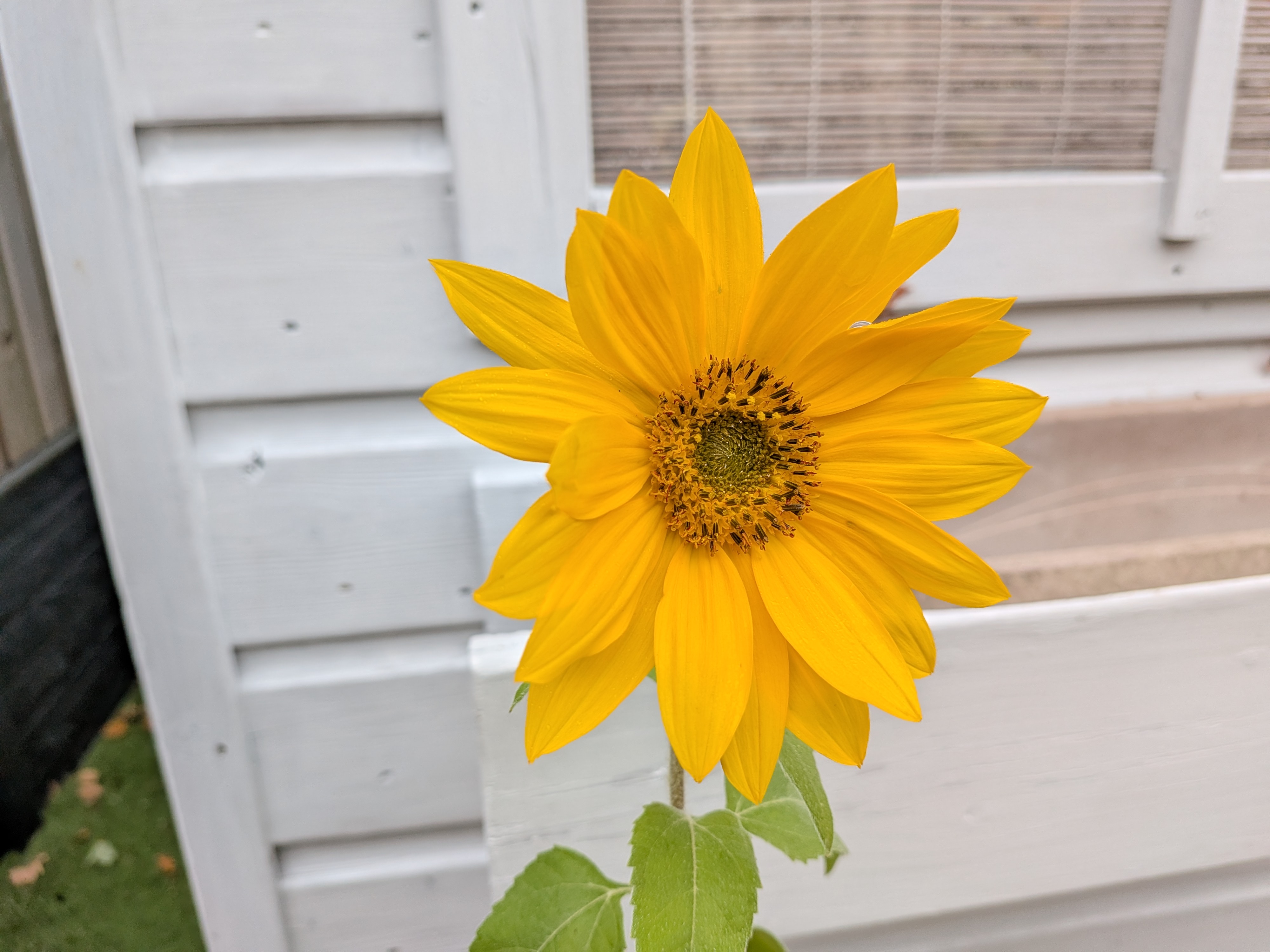 Google Pixel 10 Pro Fold