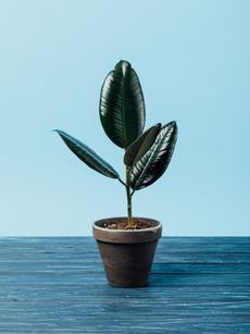 Tiny Rubber Tree Plant