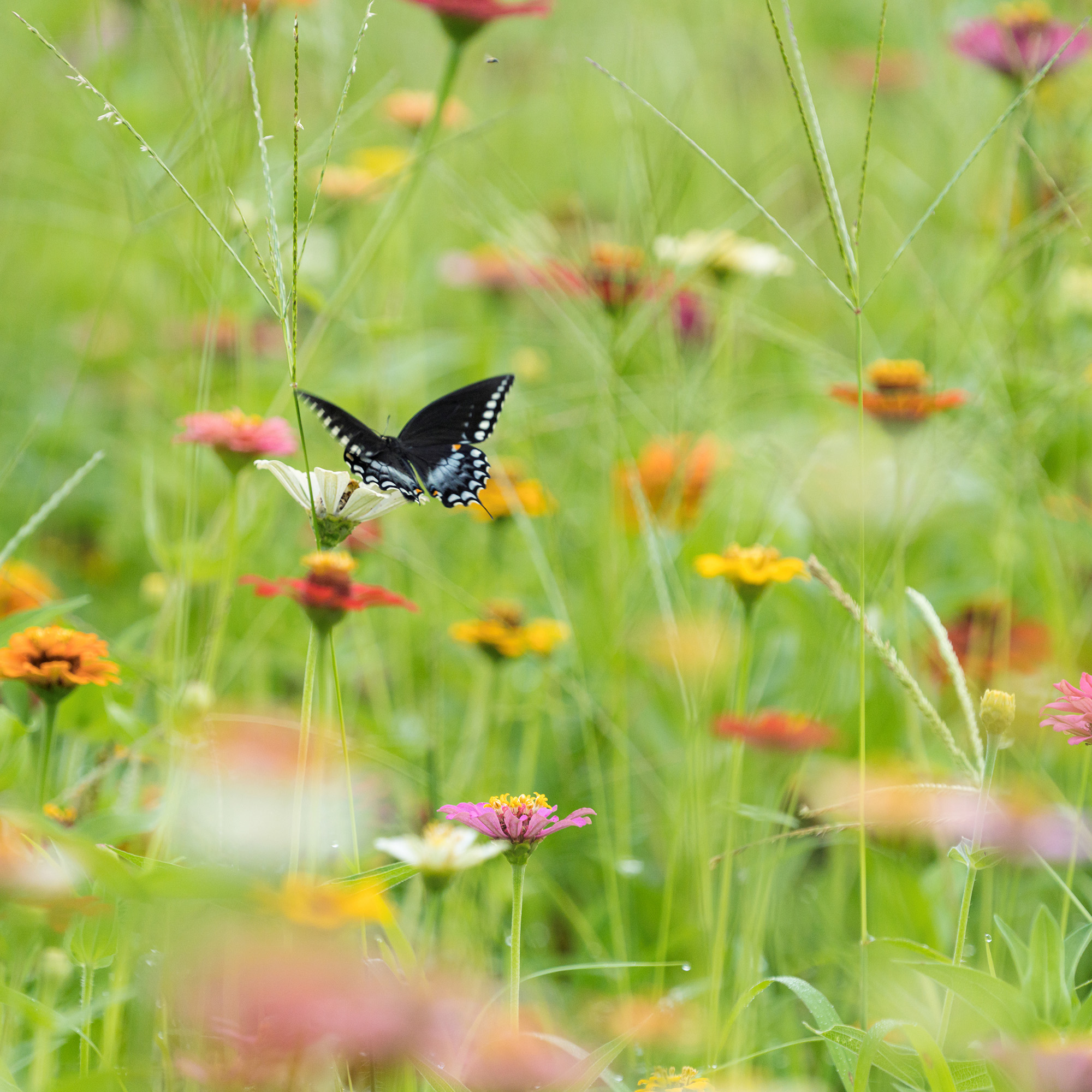 butterfly in wildflower meadow