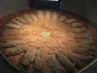 The nest of a giant oviraptorosaur dinosaur from China. The eggs were laid in a giant ring-shaped clutch with a large central opening. The adult would have sat in the middle of the more than 10-foot-wide (3 meters) nest.