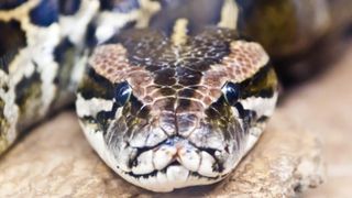 Photo of python head close up in full face.