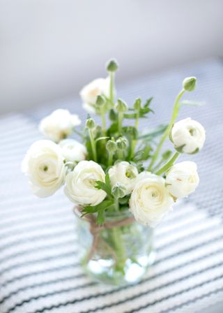 White ranunculus in vase