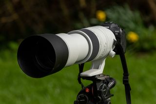 Canon Telephoto Wildlife Birds