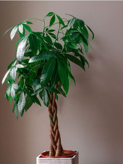 Money Tree Houseplant