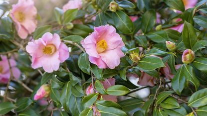 best low maintenance shrubs - spring flowering pink camellia in bloom