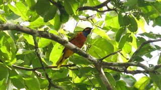 This colorful, lost bird species hasn’t been seen in 13 years. A photographer just took the “best photos ever taken of this bird” – and the first-ever video