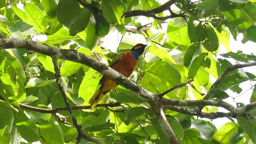 A Ghana cukooshrike in the rain forest canopy