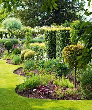 A curved shaped planting bed with evergreen plants