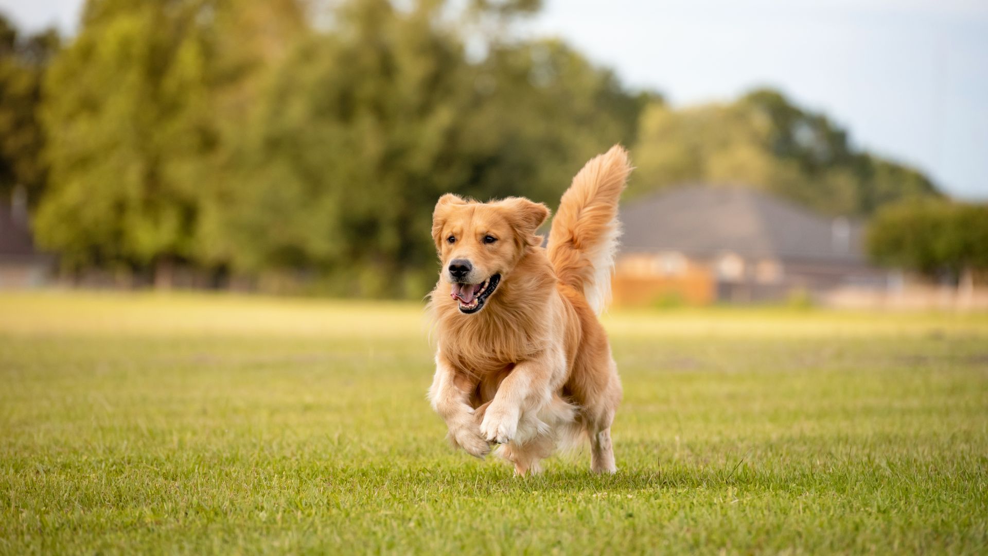 golden retriever running across grass