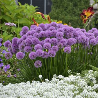 allium 'millenium'