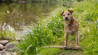 Border Terrier