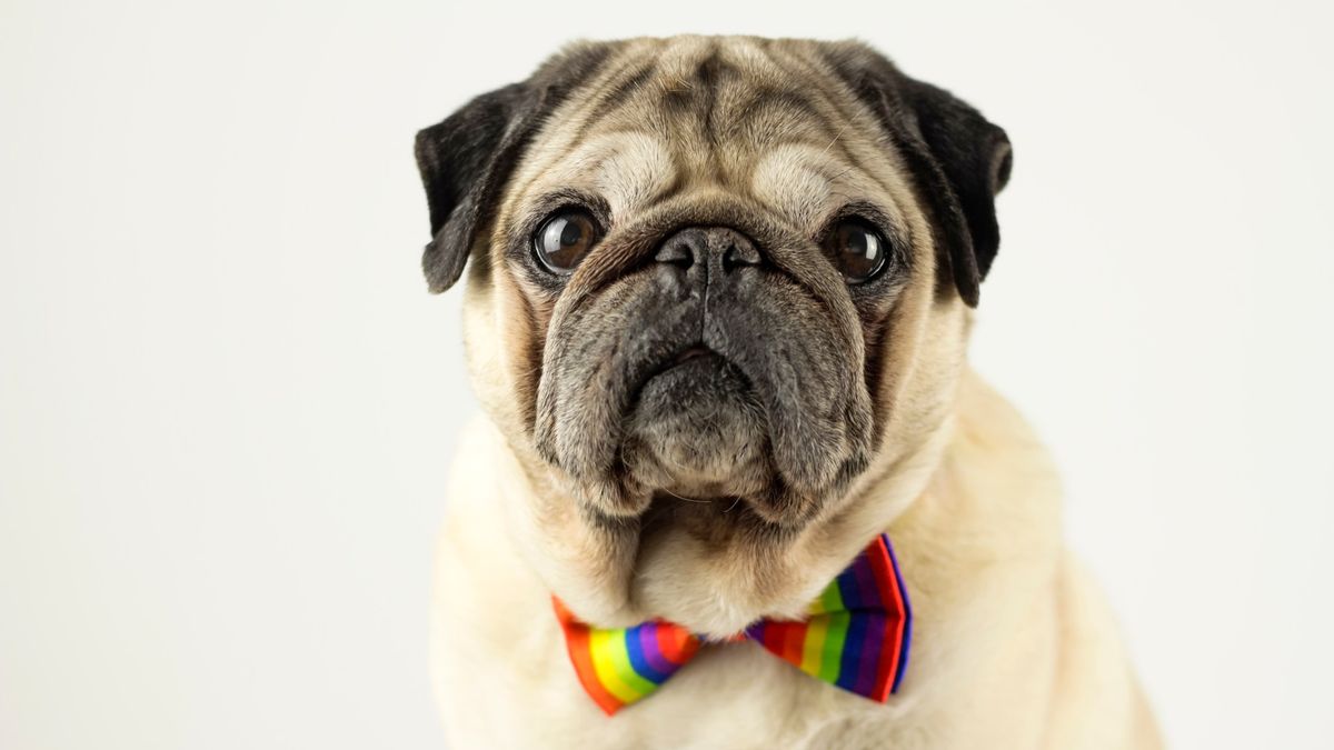 10 facts about Pugs: Portrait of Pug wearing colorful bow tie and looking at camera