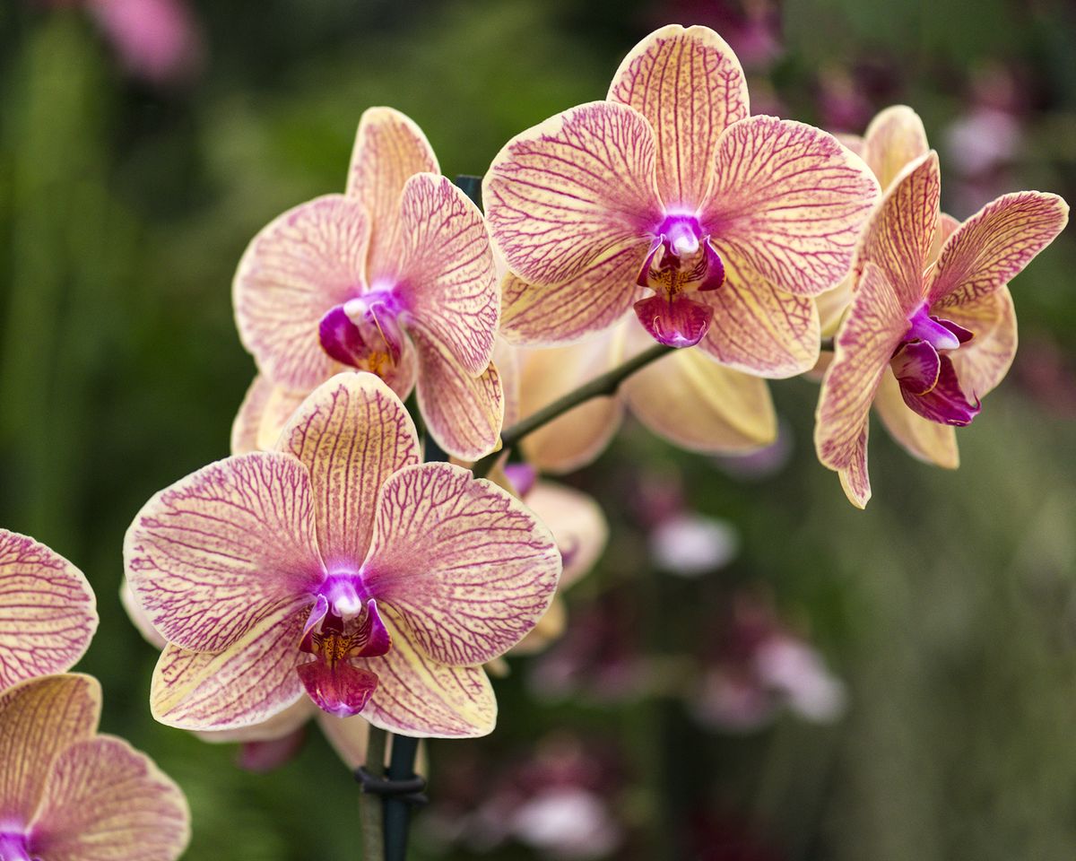 Orchids: Your Essential Guide For Healthy Plants & More Flowers