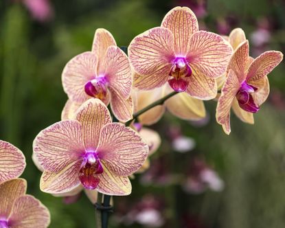 Pink and yellow moth orchid