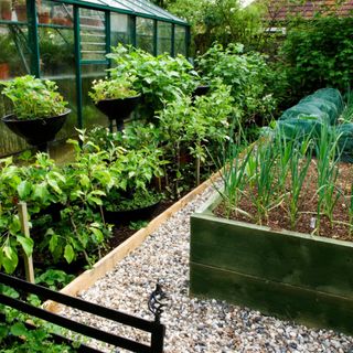 Raised beds filled with vegetables sitting beside a greenhouse