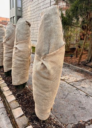 Four shrubs wrapped in burlap for winter