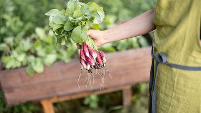 Radish harvested from a container