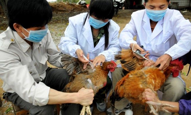 China's Bird Flu Outbreak: What You Need To Know About H7N9 | The Week