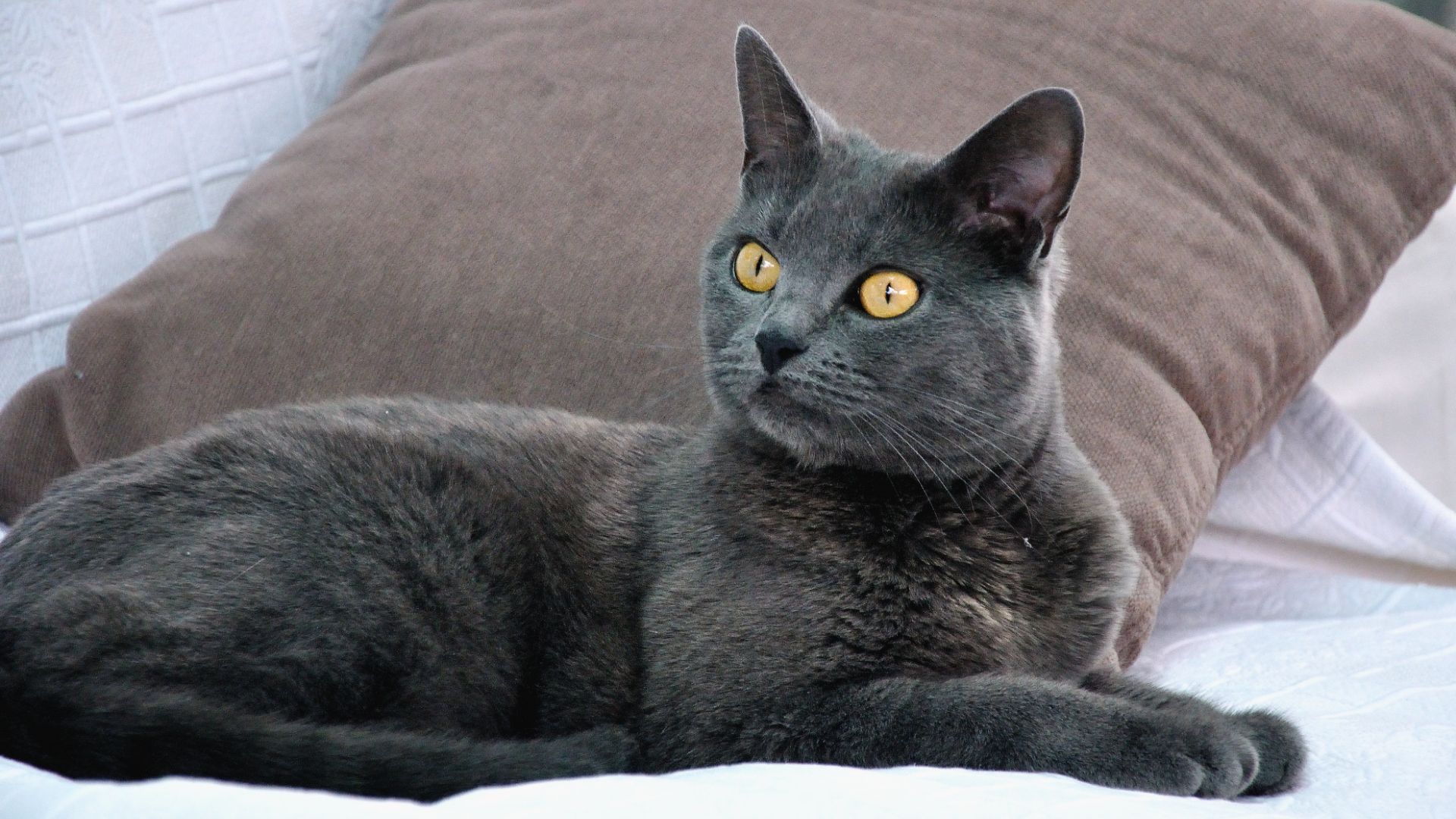 blue-grey cat with amber eyes lying on a bed