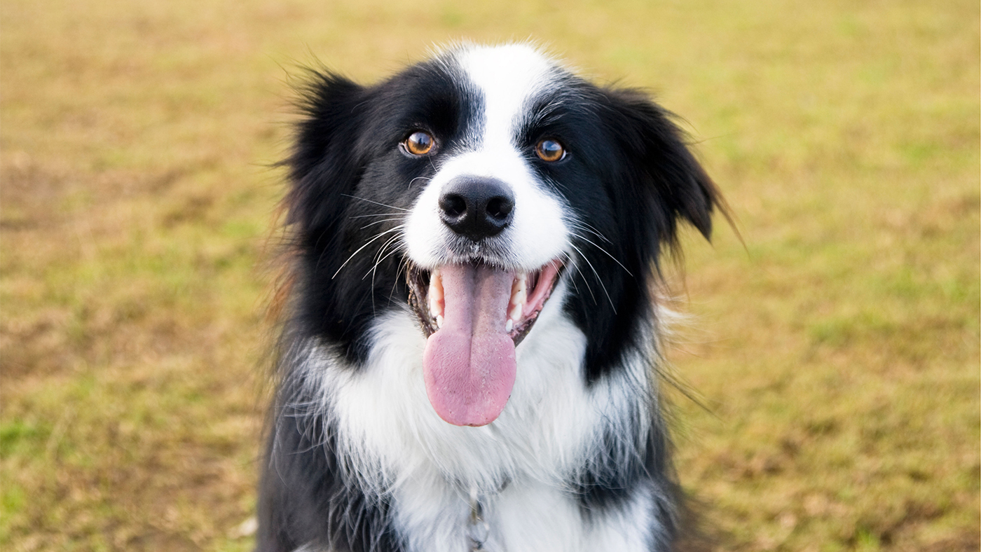 Dog looking happy