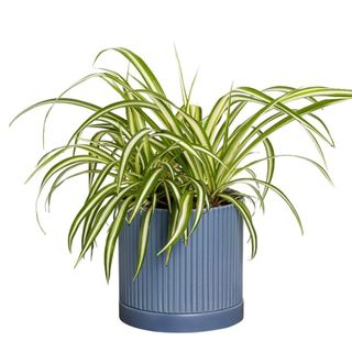 A spider plant in a blue pot
