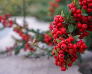 Pyracantha coccinea. with clusters of berries