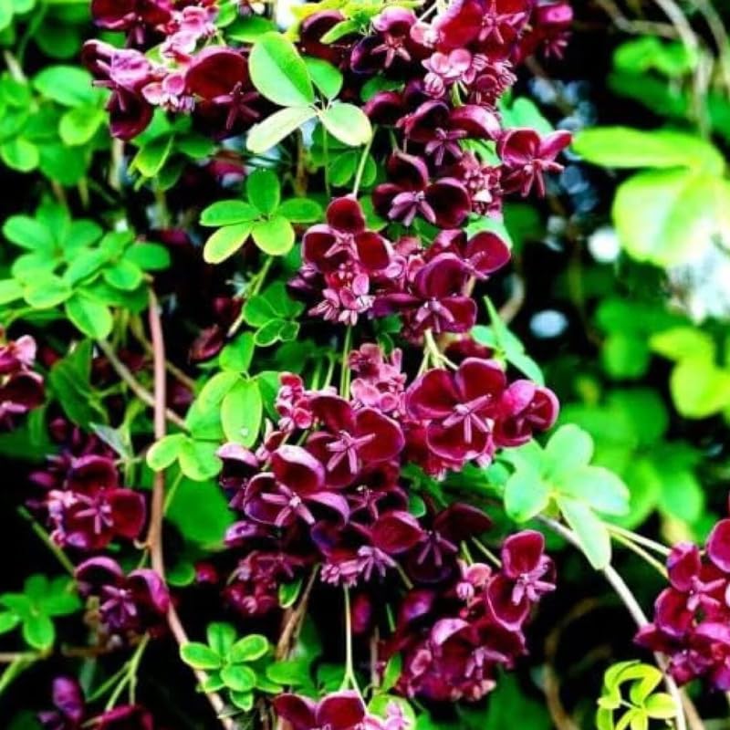 Akebia Quinata Chocolate Vine Perennial Live Plant in 2.5 Inch Pot, Akebia Quinata Plant Live Home Garden
