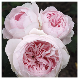 Heirloom Roses Earth Angel Plant from Amazon