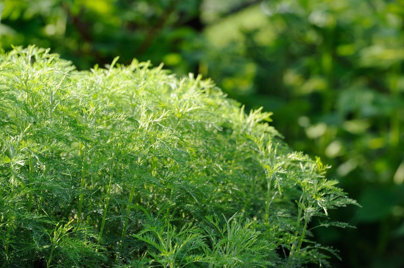Southernwood Plant Care - How To Grow Southernwood Artemisia