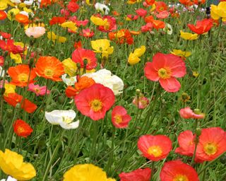 field of red, yellow, orange and white Iceland poppies
