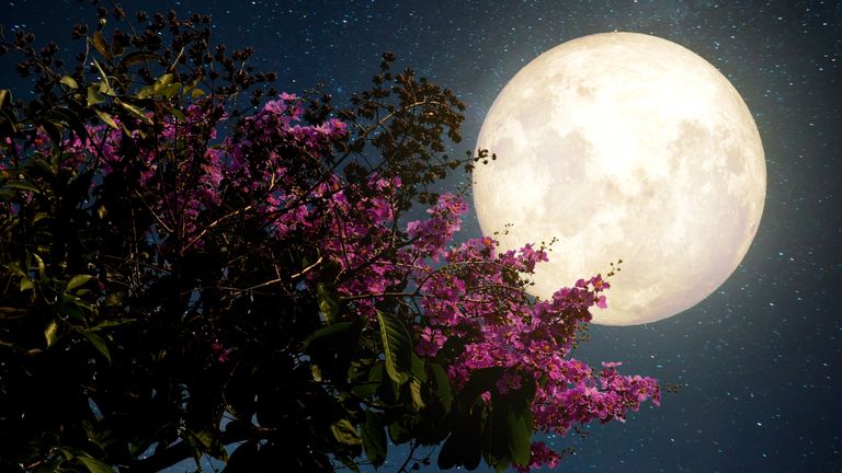 New Moon April 2022: Low Angle View Of Flowering Tree Against Sky At Night - stock photo