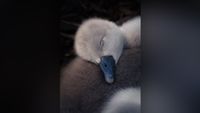 Close-up of a sleeping cygnet with its head resting on its body, showcasing soft grey and white feathers