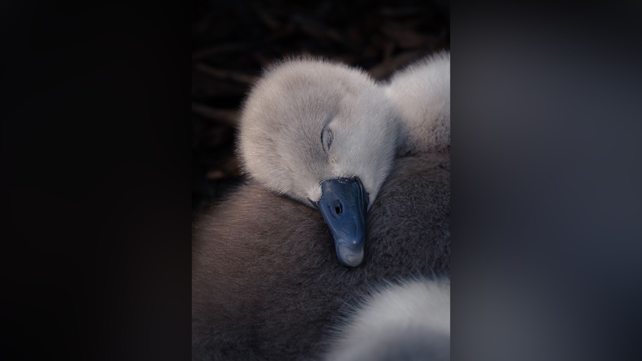 Young Photographer Wins Top Prize for Heartwarming Cygnet Image