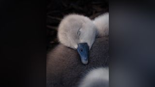 Close-up of a sleeping cygnet with its head resting on its body, showcasing soft grey and white feathers