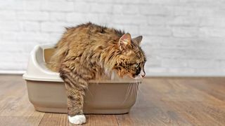 cat exiting litter box