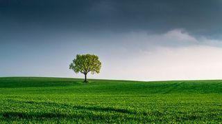 A long tree among green fields.