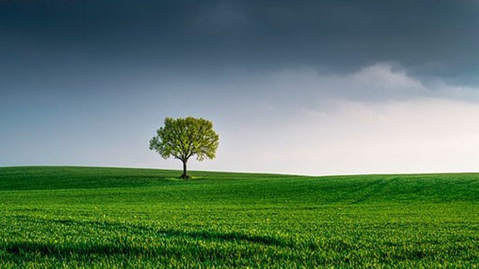 A lone tree among green fields.