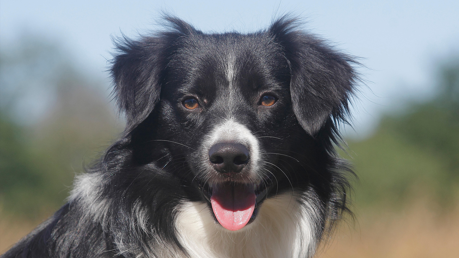 Miniature American Shepherd headshot